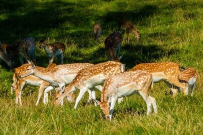 3-Day Wildlife, Culture and Jungle Safari Tour