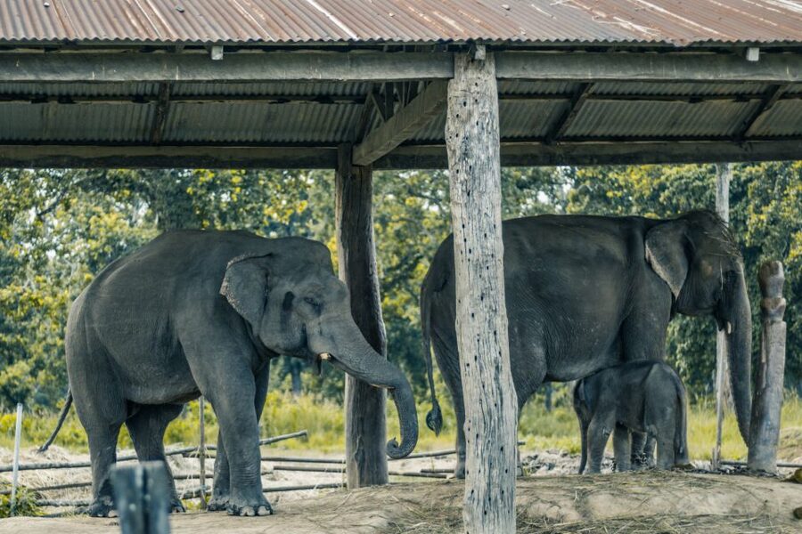 Kathmandu: 3-Day Wildlife, Culture and Jungle Safari Tour - Day 2 in Chitwan: Jeep or elephant ride, plus canoe, jungle walk, and village life