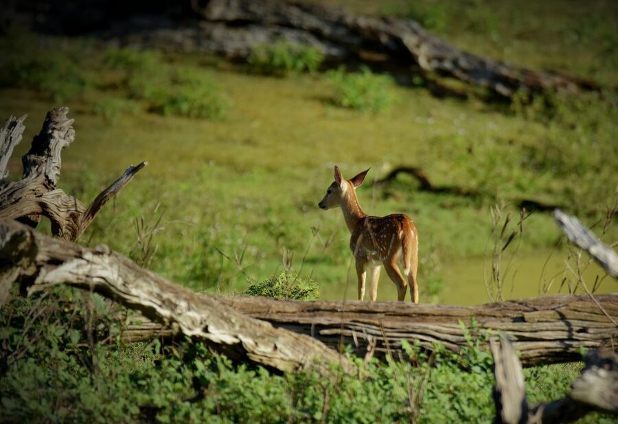 Kathmandu: 3-Day Wildlife, Culture and Jungle Safari Tour - The 2-day option vs the full 3-day plan