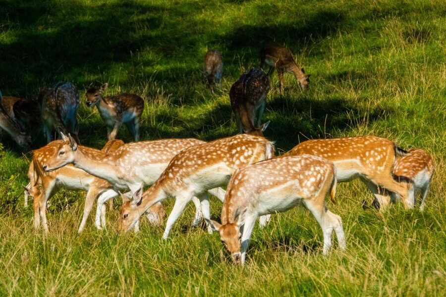 Kathmandu: 3-Day Wildlife, Culture and Jungle Safari Tour - Getting from Kathmandu or Pokhara to Sauraha, without turning it into a headache