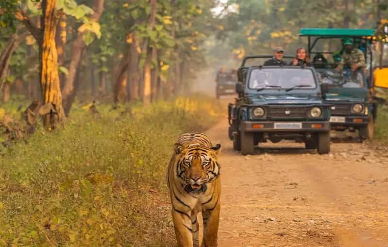 Kathmandu: 4-Day Private Chitwan National Park Safari Tour - Should you book this Kathmandu to Chitwan private safari?