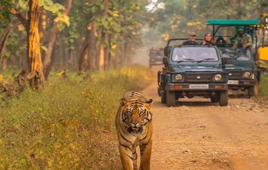 Kathmandu: 4-Day Private Chitwan National Park Safari Tour - Day 2: Jeep safari for big animals, Rapti canoe on the Rapti River, and elephant breeding center time
