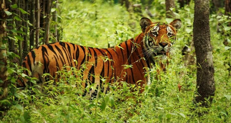 Kathmandu: 4-Day Private Chitwan National Park Safari Tour - What you are really paying for: value at $202 per person