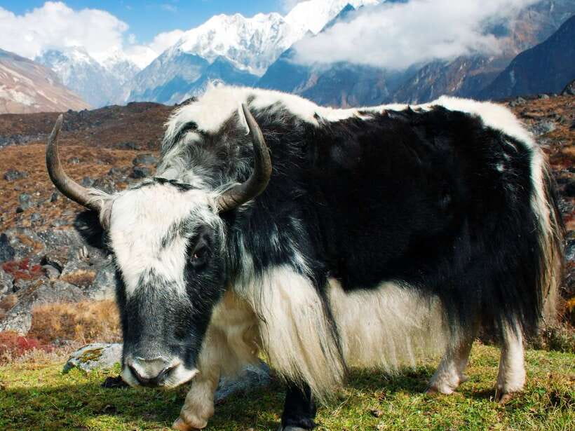 Kathmandu: 6 Days Langtang Valley Trek with Kyanjin Ri - Day 6 back to Kathmandu, turning photos into memories