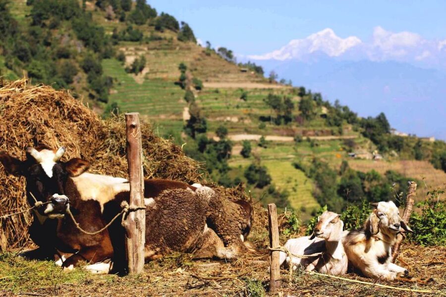 Kathmandu: Chisapani Nagarkot 3-Days 2-Nights Trek - Weather, Monsoon, and the View Question (Langtang and More)