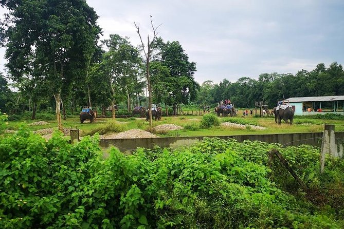 Kathmandu Chitwan Pokhara Tour - Should You Book This Kathmandu Chitwan Pokhara Tour?
