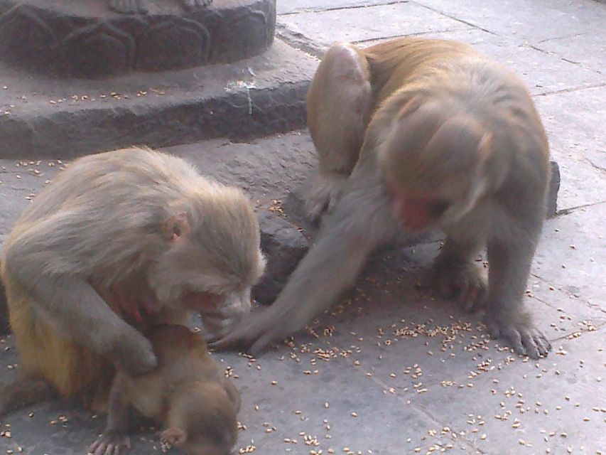 Kathmandu: Monkey Temple and Chandragiri Cable Car Ride Tour - What to bring for a full day of walking and viewpoints