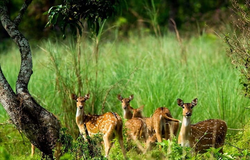 Kathmandu/Pokhara: 3 Day Chitwan Jungle Safari Tour - Day 1: Tharu village first, then sunset tours and a cultural show