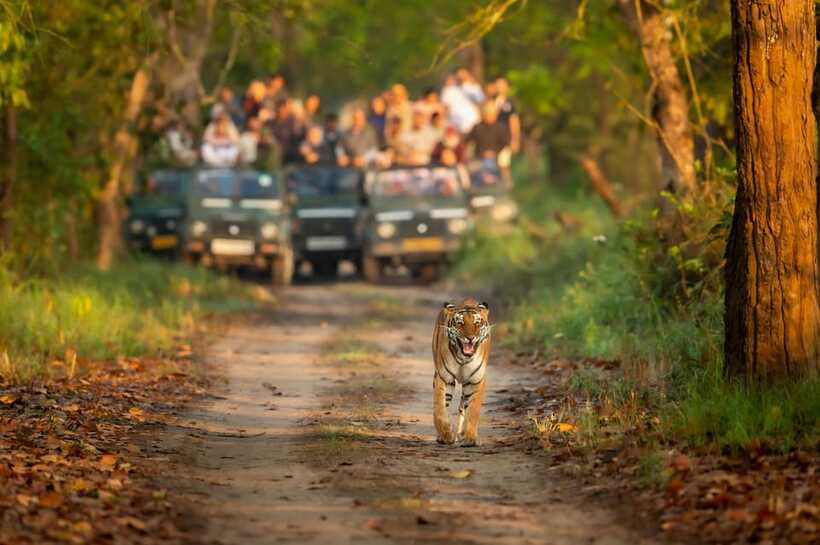 Kathmandu/Pokhara: 3 Day Chitwan Jungle Safari Tour - The jungle resort stay: why comfort matters more than it sounds