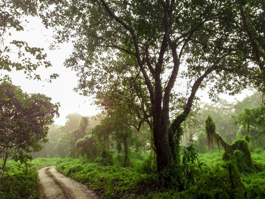 Kathmandu/Pokhara: Wildlife, Culture and Jungle Safari Tour - Why Chitwan Plus Tharu Village Works Better Than a One-Track Safari