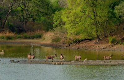 Wildlife, Culture and Jungle Safari Tour