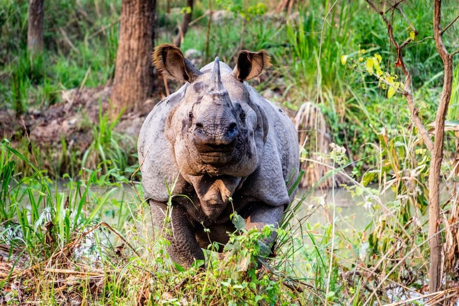 Kathmandu/Pokhara: Wildlife, Culture and Jungle Safari Tour - Tharu Village Tour: Art, Music, Dance, and Daily Life