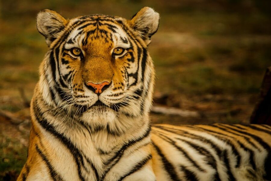 Kathmandu/Pokhara: Wildlife, Culture and Jungle Safari Tour - Day 3: The Return Drive Back to Kathmandu or Pokhara