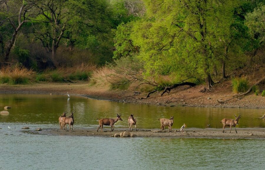 Kathmandu/Pokhara: Wildlife, Culture and Jungle Safari Tour - Getting from Kathmandu or Pokhara to Sauraha: How Logistics Can Make or Break the Trip