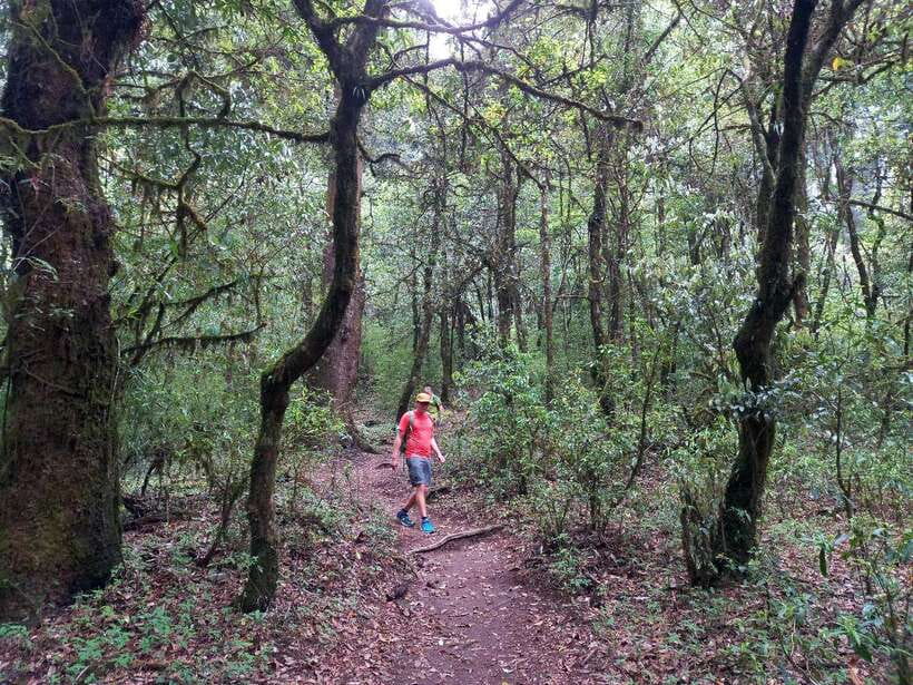 Kathmandu: Shivapuri Day Hike with Lunch - The first hiking block in Shivapuri: forest, birds, and steady steps