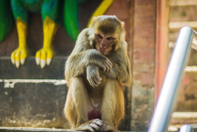 Kathmandu Valley Trek - Day 3: Changunarayan lunch and the smooth return to Kathmandu