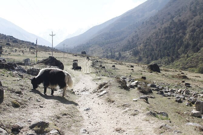 Langtang Trek from Kathmandu 7 Days - Key things I’d watch before you book