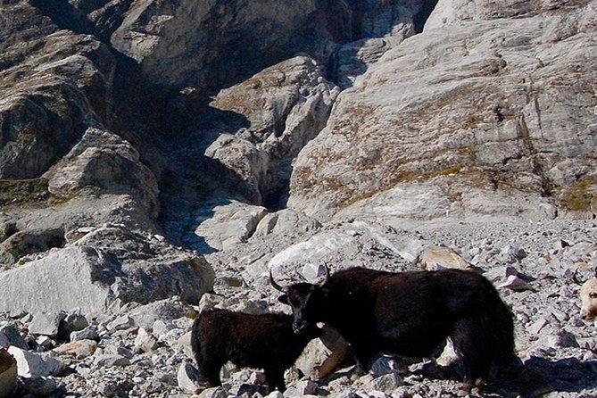 Langtang Valley Trek - 11 DAYS - Yamphu to Kyanjin Gompa: Icefall Views and Acclimatizing Time