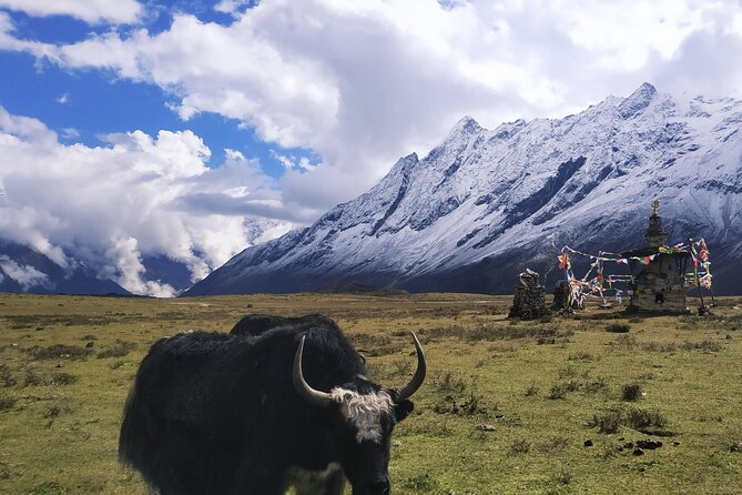 Manaslu Circuit Trek: - Day 10: Dharmasala (Larke Phedi) and the blue sheep possibility