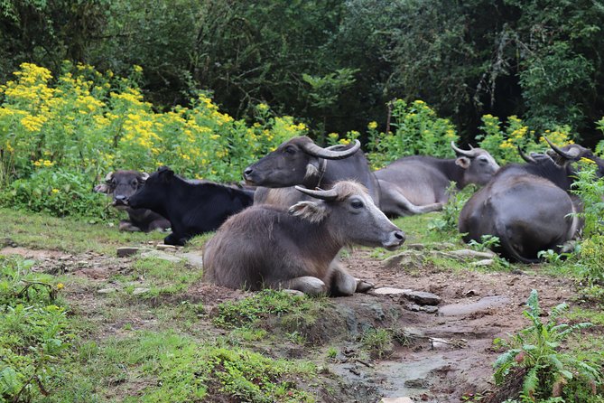 Mardi Himal Base Camp Trek (5 Days) - Permits, Tea House Meals, and the ACAP/TIMS Factor