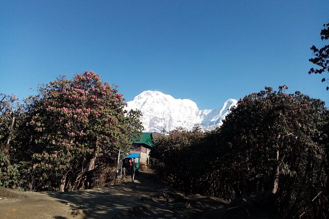 Mardi Himal Newly Discovered Trekking from Pokhara Nepal - The guide experience, why Milan Rai, Bikram, and Sunil Dahal show up