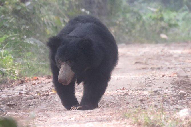 Mission Tiger, 4 days tour inside Chitwan National Park. - The morning rhythm: Day 1 jungle walk and overnight in Ghatgai