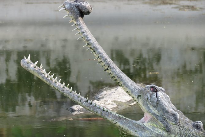 Mission Tiger, 4 days tour inside Chitwan National Park. - Day 3: the most exciting park day, birds plus tiger chances