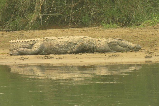 Mission Tiger, 4 days tour inside Chitwan National Park. - Day 4: jeep safari into deeper zones with natural lakes