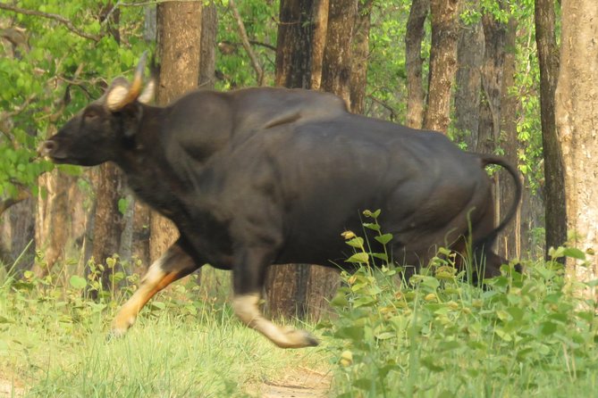 Mission Tiger, 4 days tour inside Chitwan National Park. - Meals, homestays, and the value of being fully fed