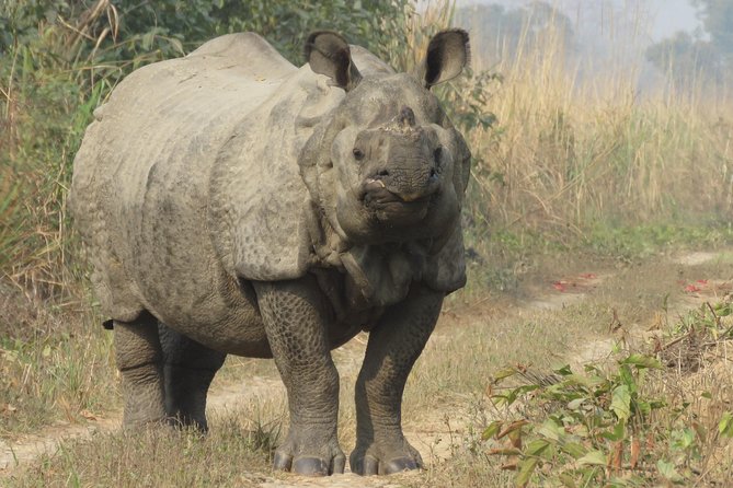 Mission Tiger, 4 days tour inside Chitwan National Park. - What wildlife you should realistically hope to see