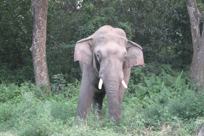 Mission Tiger, 4 days tour inside Chitwan National Park. - Price and what your $999.99 is buying you