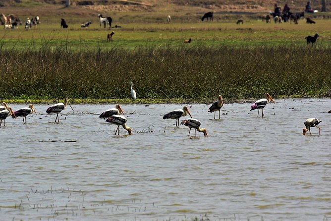 Nepal Birding - A private birding day from Kathmandu that stays flexible