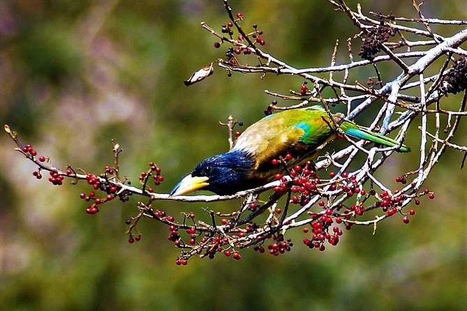 Nepal Birding - What kinds of birders should book this