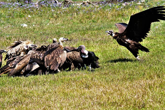 Nepal Birding - Should you book Nepal Birding?
