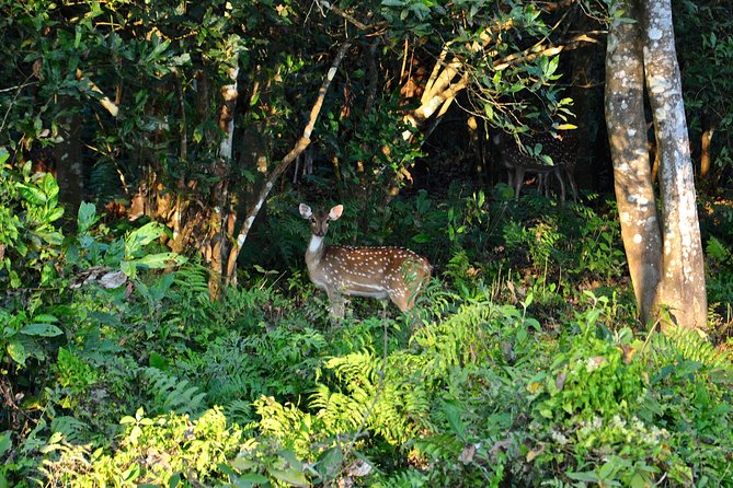 Nepal Classic Tour -12 Days - Inside Chitwan National Park: canoeing, bird watching, and jeep safari hours