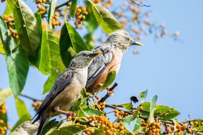 Phulchoki bird-watching tour - Key highlights you will actually feel on the trail