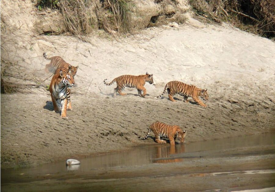 Pokhara: 1 Night 2 Day Chitwan Safari Tour - Why Chitwan Works So Well in Just 2 Days