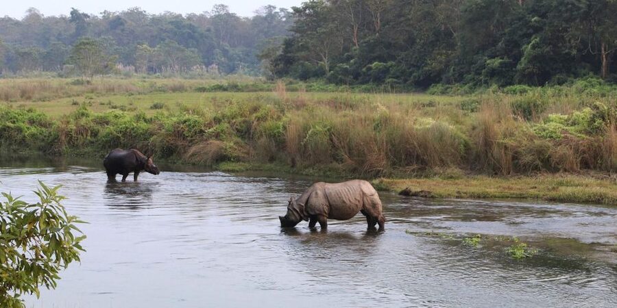 Pokhara: 1 Night 2 Day Chitwan Safari Tour - Tharu Culture Night: Traditional Dance With Real Context