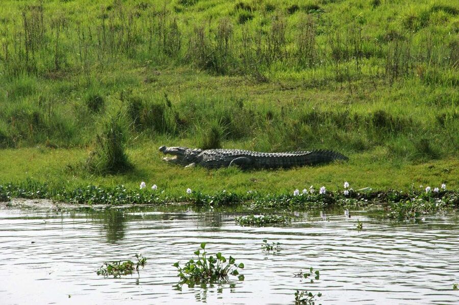 Pokhara: 1 Night 2 Day Chitwan Safari Tour - Your Resort Night Inside the Park Experience