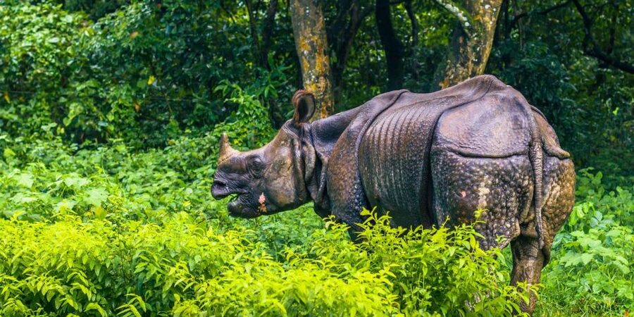 Pokhara: 1 Night 2 Day Chitwan Safari Tour - The Wildlife-Finding Trio: Jeep Safari, Guided Walk, Sunset Tour