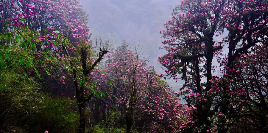 Pokhara: 3- days Poon Hill Trek - What’s included in the $147 price, and how to judge the value