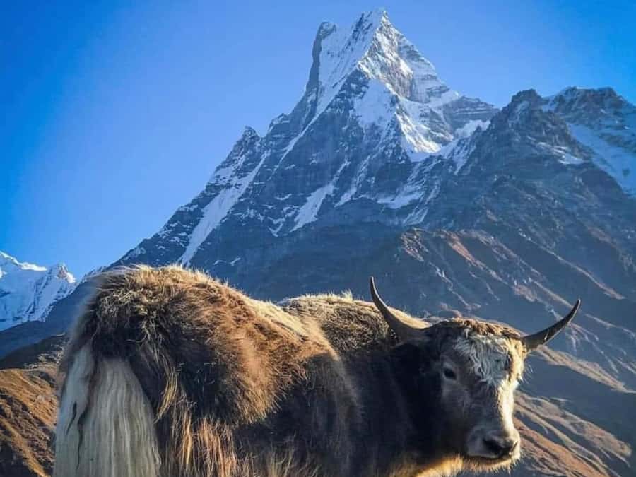 Pokhara: 4-Day Mesmerizing Mardi Himal Guided Trek - The 4:00 AM sunrise hike to 4300m, then down to Low Camp