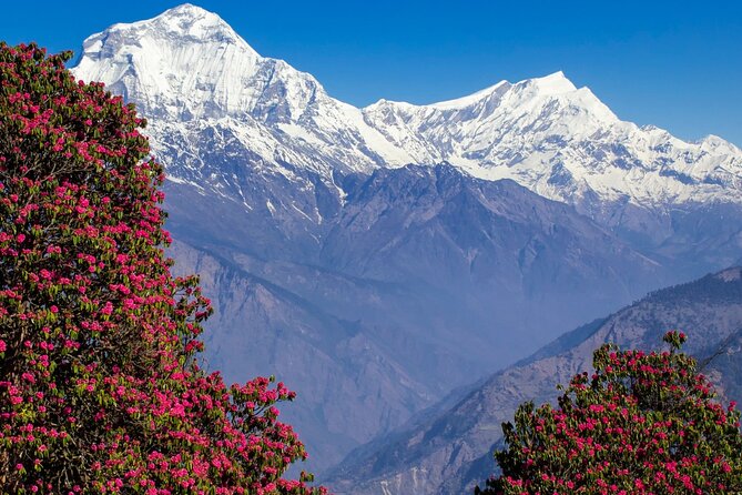 Pokhara: 4 Days Poon Hill and Ghandruk Trek - Day 3: The Poon Hill Sunrise Push, Then a Descent Into Ghandruk