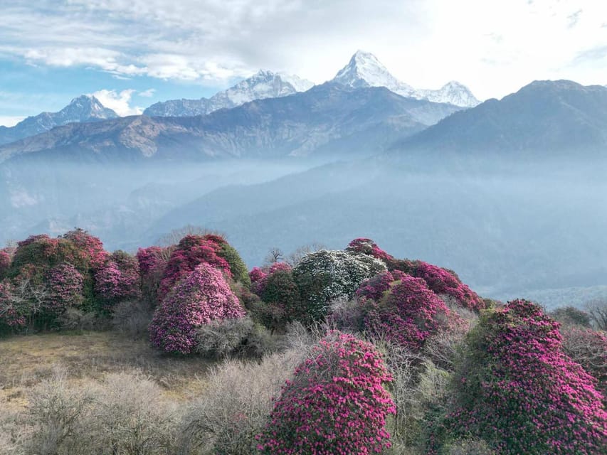 Pokhara: 7-Day Annapurna Base Camp Via PoonHill & Hot Spring - Sinuwa to Deurali at 3200m: Machhapuchhre Vistas Through Rhododendron and Bamboo