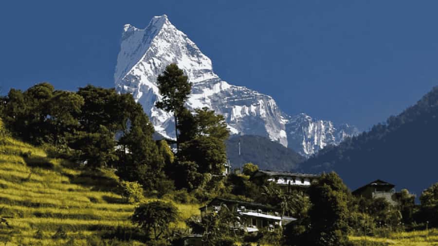 Pokhara: Guided Day Hike From Dampus To Australian Base Camp - The trail: easy rhythm through forests, terraces, and rhododendrons