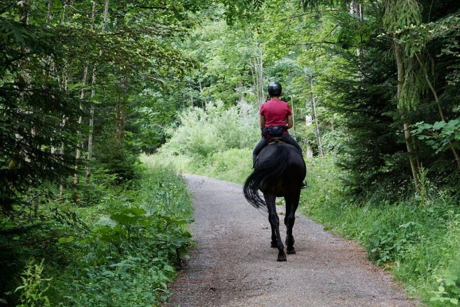 Pokhara: Horseback Adventure - Forest Trails, Dappled Sun, and the Kind of Quiet You Cannot Drive To