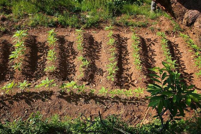 Pokhara: Organic Farm Tour and Cooking Class at Durku - Why this tour feels like value, not just a paid activity