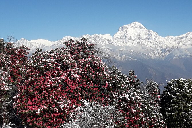 Pokhara: Poon Hill Ghorepani Short Trek - Packing and pacing tips for a moderate 3-day trek