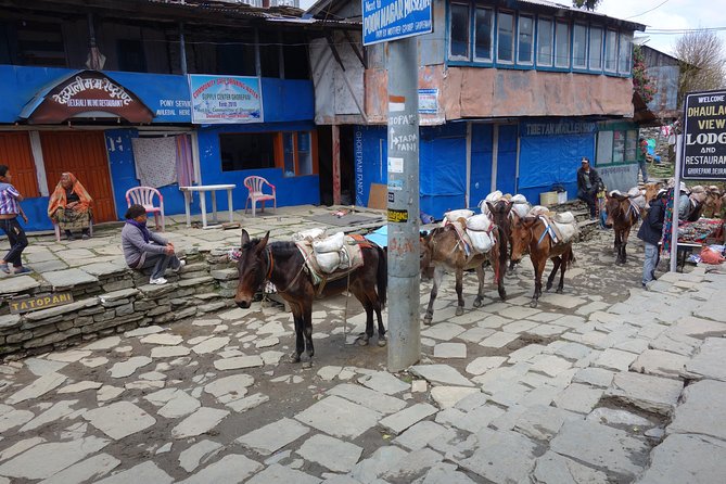 Poonhill Trek - Finishing with Modi Khola, Birethanti, and Fish Tail views on the way back