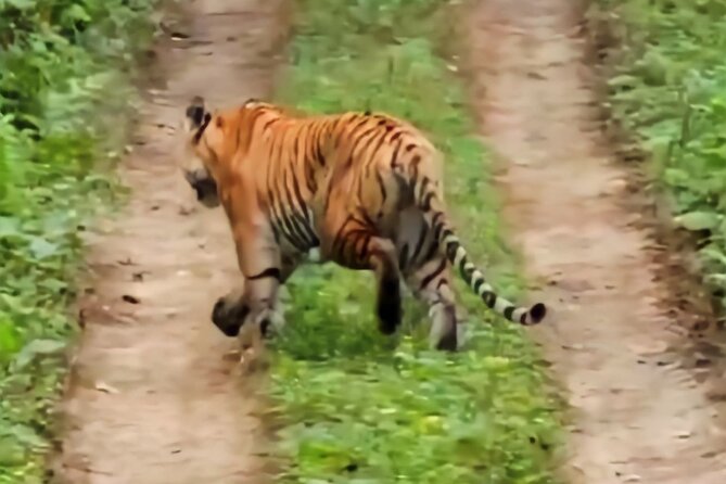 Private Jeep Safari (8-10 hrs.)inside Chitwan National Park. - Practical tips that make a big difference in Chitwan